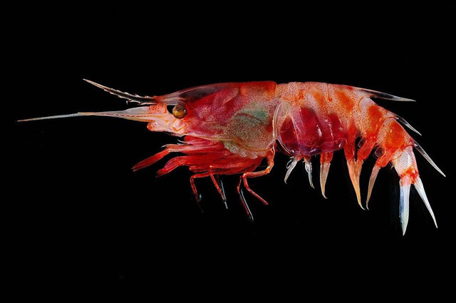 Picture 1 of Dozens of strange creatures found in Indonesia