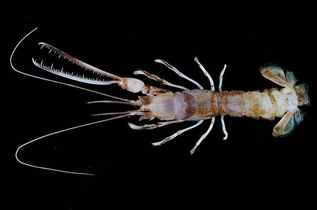 Picture 2 of Dozens of strange creatures found in Indonesia