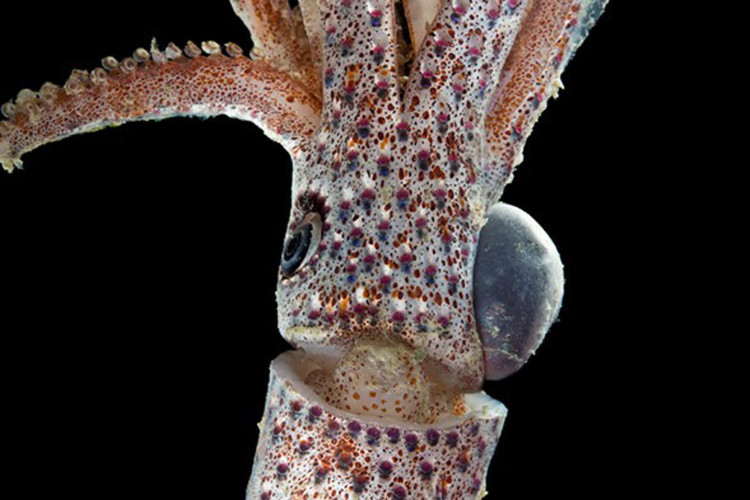 Picture 3 of Dozens of strange creatures found in Indonesia