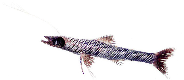 Picture 4 of Dozens of strange creatures found in Indonesia