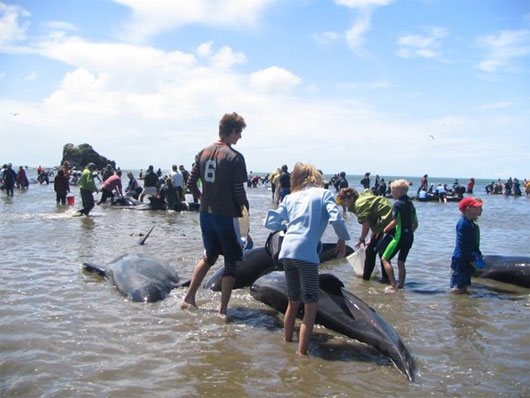 Picture 1 of Dozens of whales are stranded on the coast of New Zealand