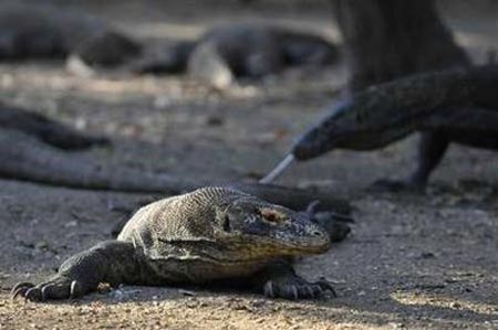 Picture 9 of Dragon Island in Indonesia