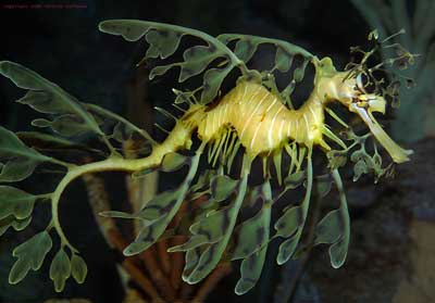 Picture 3 of Dragon leaves