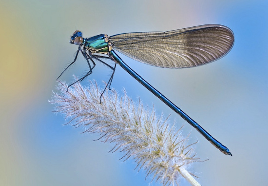 Picture 1 of Dragonflies also have the ability to focus like humans