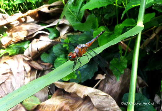 Picture 1 of Dragonfly species change color as adults