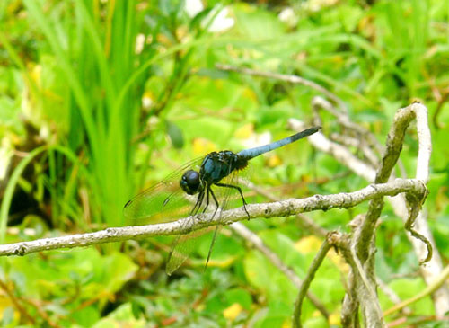 Picture 2 of Dragonfly species change color as adults