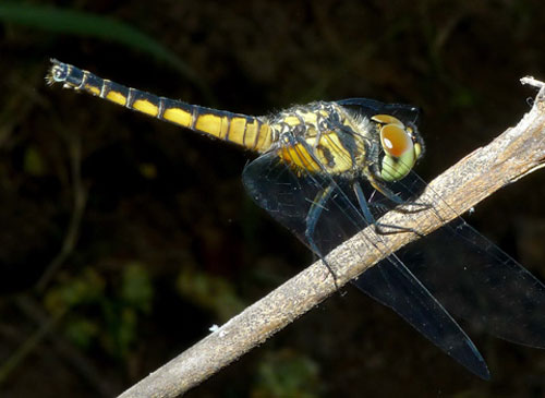 Picture 3 of Dragonfly species change color as adults