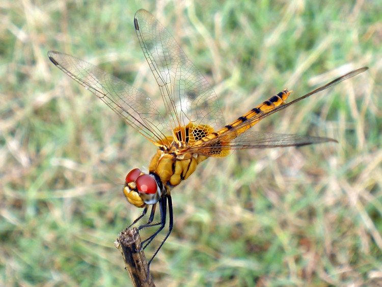 Picture 1 of Dragonfly - The champion flies away in the insect world
