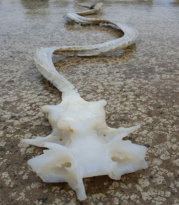 Picture 1 of Dragon-shaped skeleton washed up on the coast of New Zealand