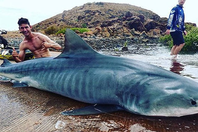 Picture 1 of Dramatic guy subdued 4m tiger shark for 3 hours