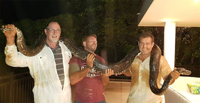 Picture 5 of Dramatic python screen 'crisis' more than 4m, workers caught being '3rd party' fierce attack