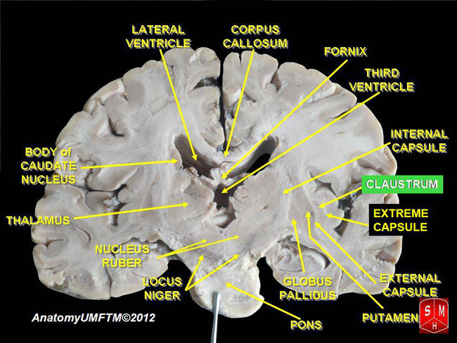 Picture 2 of Dreams and scientific explanations for phenomena appear in 4% of adults