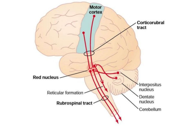 Picture 3 of Dreams and scientific explanations for phenomena appear in 4% of adults