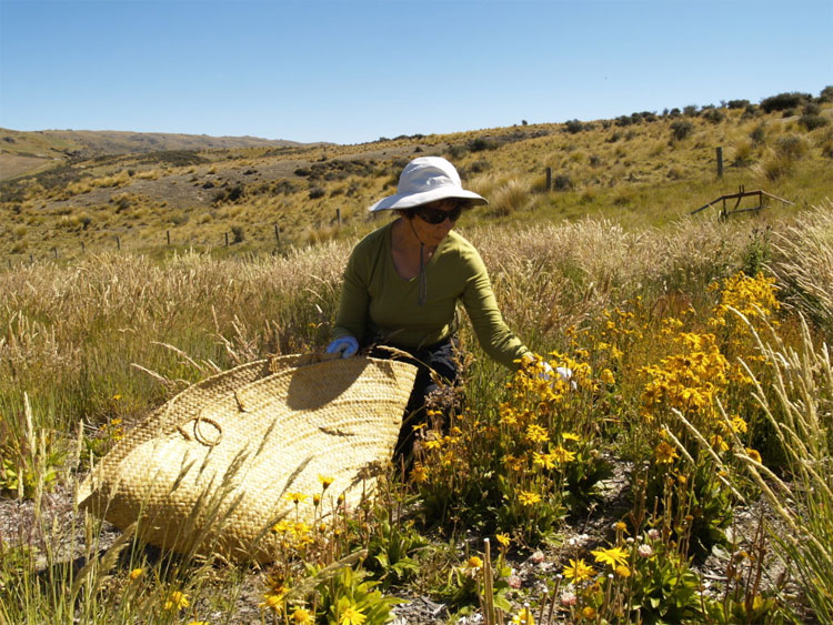 Picture 2 of Drinking tea from St. John's grass overdose may be the trigger for psychosis