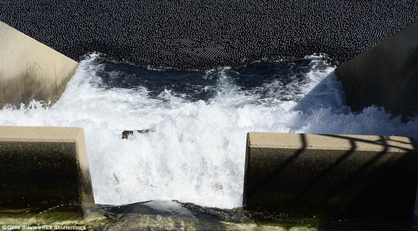 Picture 3 of Drop 96 million plastic balls into the lake to combat drought