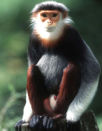 Picture 1 of Drop a douc langur to the forest