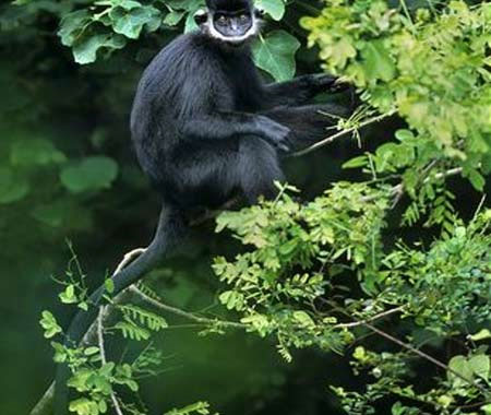 Picture 1 of Drop Ha Tinh black langur to the forest