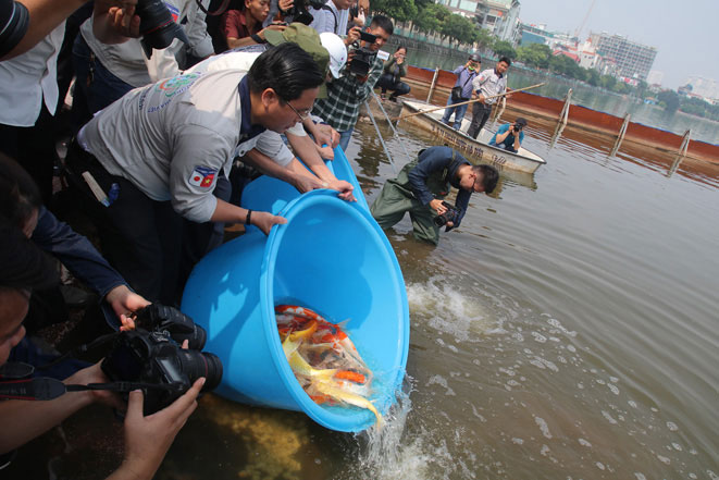 Picture 1 of Drop Japanese Koi fish into To Lich River and West Lake to demonstrate water quality