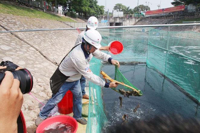 Picture 2 of Drop Japanese Koi fish into To Lich River and West Lake to demonstrate water quality