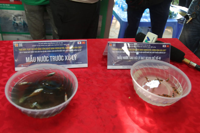 Picture 6 of Drop Japanese Koi fish into To Lich River and West Lake to demonstrate water quality