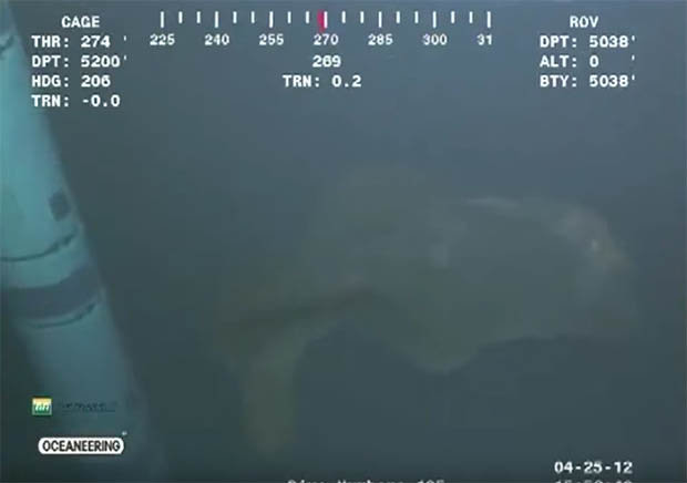 Picture 2 of Drop the camera into the sea, see giant monster deformed
