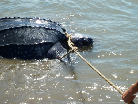 Picture 1 of Drop the rare turtle to the sea