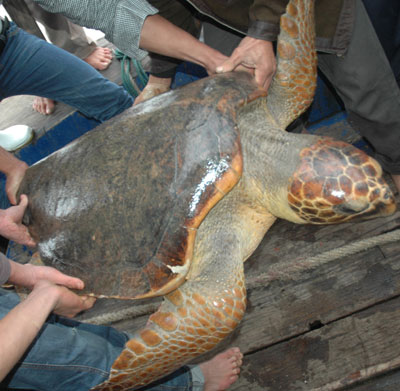 Picture 2 of Drop the rare turtle to the sea