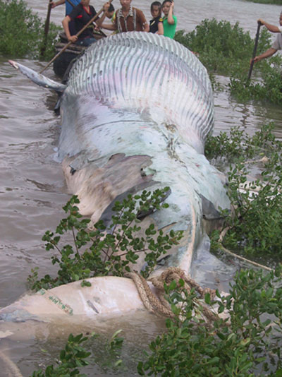 Picture 3 of Drop the rare turtle to the sea