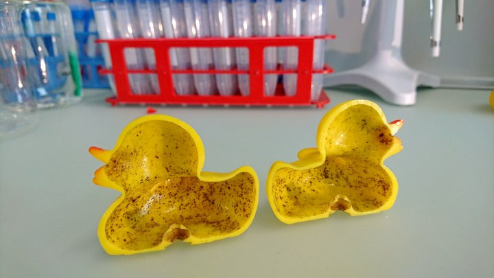 Picture 2 of Dropping a rubber duck into a bathtub to play is more dangerous than you think