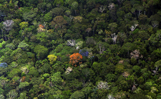 Picture 1 of Drought, forest fires turn Amazon into a source of carbon emissions