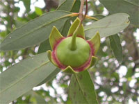 Picture 2 of Drugs from wild fruits