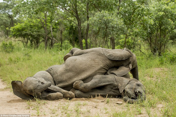 Picture 7 of Drunk elephant fruit Marula leaned in the middle of the road