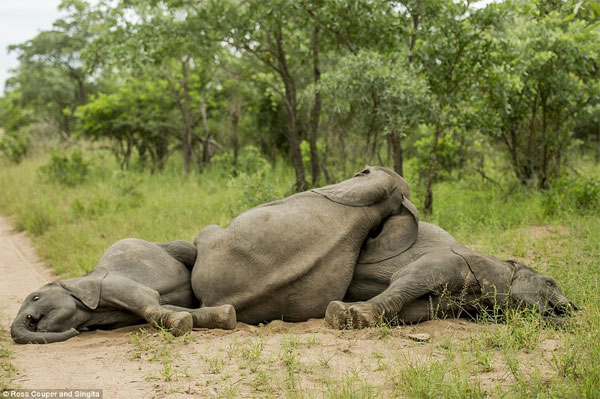 Picture 8 of Drunk elephant fruit Marula leaned in the middle of the road