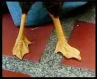 Picture 1 of Duck head ... duck