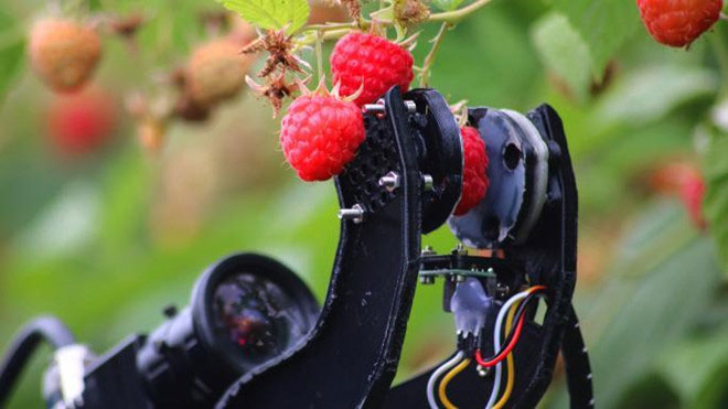 Picture 3 of 'Duck' robot helps Japanese farmers to kill grass without chemicals