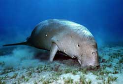 Dugong beautician images 1