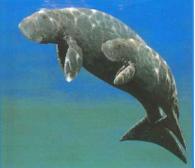 Dugong beautician images 2