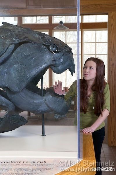 Picture 10 of Dunkleosteus: The 'Terminator' of the Devonian