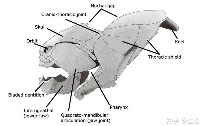 Picture 6 of Dunkleosteus: The 'Terminator' of the Devonian