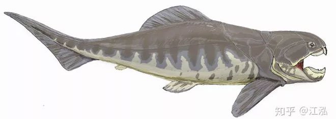 Picture 7 of Dunkleosteus: The 'Terminator' of the Devonian