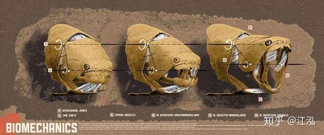 Picture 8 of Dunkleosteus: The 'Terminator' of the Devonian