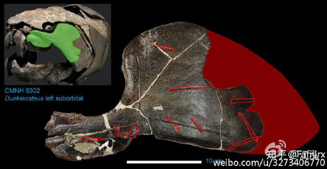 Picture 9 of Dunkleosteus: The 'Terminator' of the Devonian