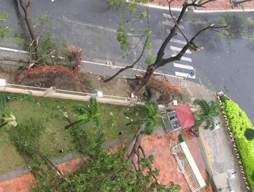 Picture 4 of Durian storm: Severe damage in Phu Quy island district