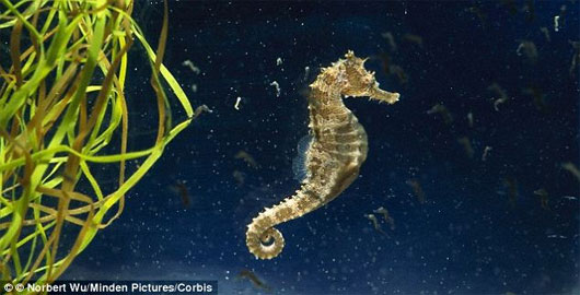 Picture 1 of Dwarf seahorses catch bait 1/1000 second