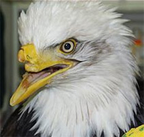 Picture 1 of Eagle with an artificial beak