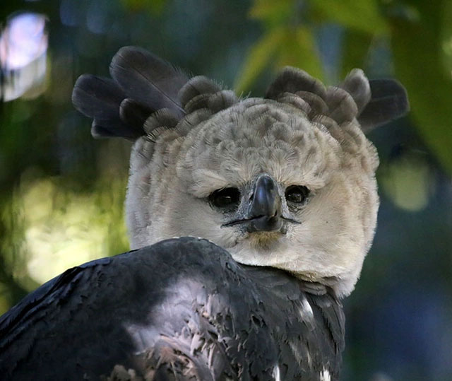 Eagles are so strange in appearance that everyone believes that they ...