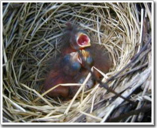 Picture 1 of Early birth is not always beneficial