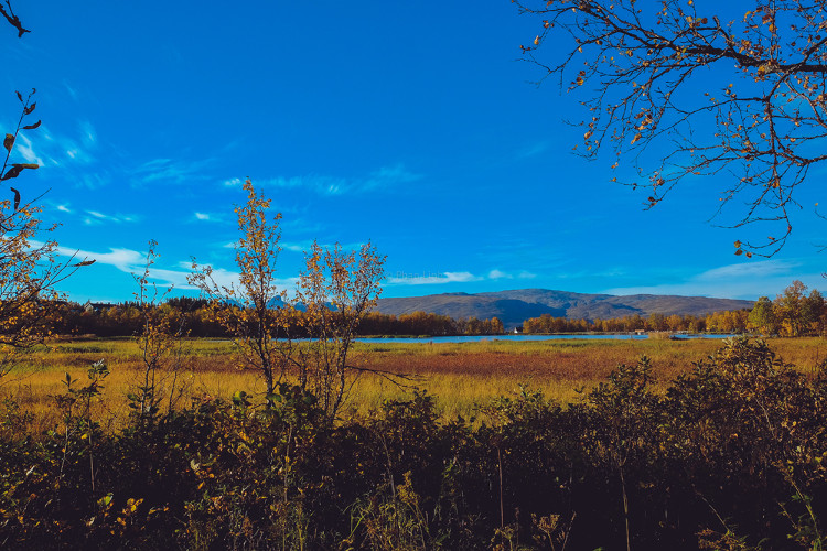 Picture 1 of Early fall in the Norwegian forest