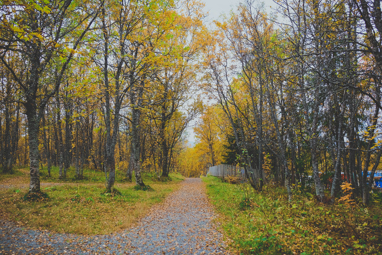 Picture 2 of Early fall in the Norwegian forest