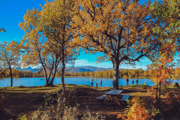 Picture 3 of Early fall in the Norwegian forest